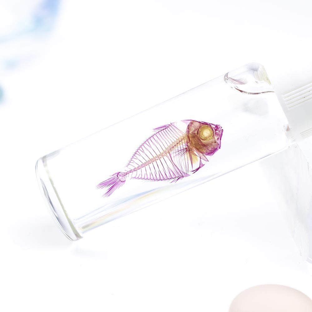 Transparent specimens of catfish fish specimens Taiwan marine life