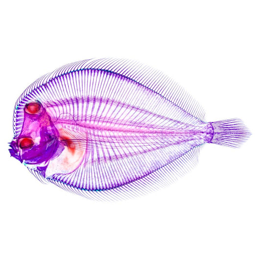 Transparent specimen flounder emperor fish fish specimen Taiwan marine life