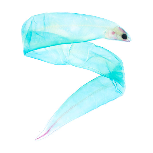 Transparent specimen willow eel specimen Taiwan marine life