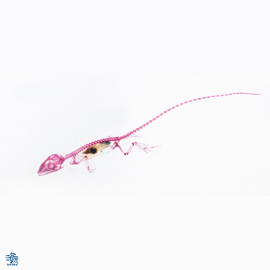 Transparent specimen of anole reptile specimen of Taiwan exotic species