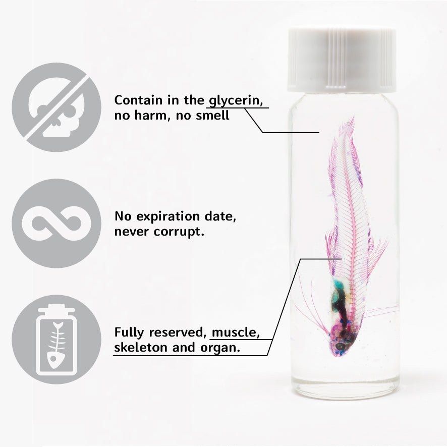 Transparent specimen ear squid specimen Taiwan marine life ear squid family Sepiolidae