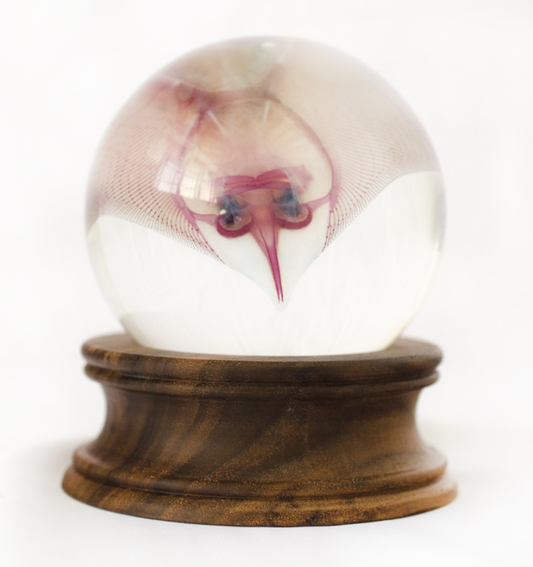 Transparent biological specimen│Classic stingray crystal ball walnut solid wood base