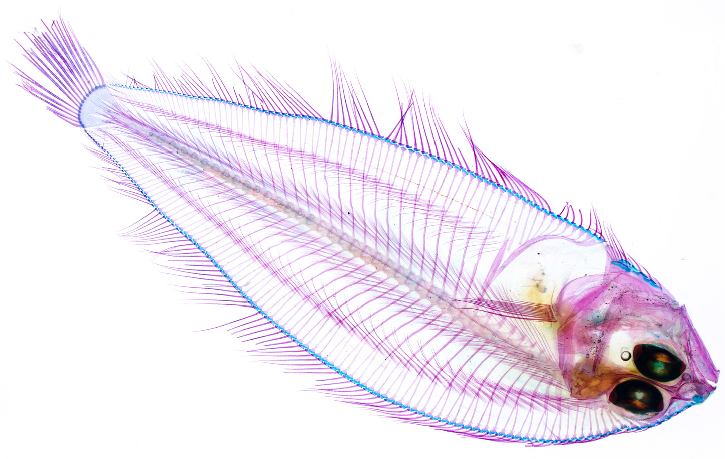 透明標本 比目魚 皇帝魚 魚類標本 台灣海洋生物