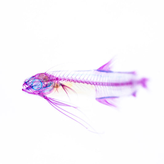 Transparent specimen sea loach fish specimen Taiwan marine life